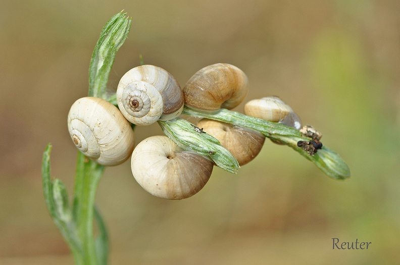Östliche Heideschnecke - Eastern Heath Snail (Xerolenta obvia)
Foto: Karl Reuter
Ort: Pakostane, Kroatien
Kamera: Nikon D90, Nikkor 105VR 1:2,8 __stliche Heideschnecke_Wei__e Heideschnecke _Xerolenta obvia_.jpg